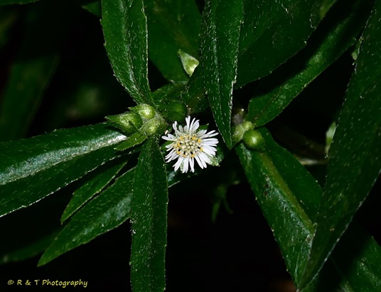 {Eclipta prostrata}